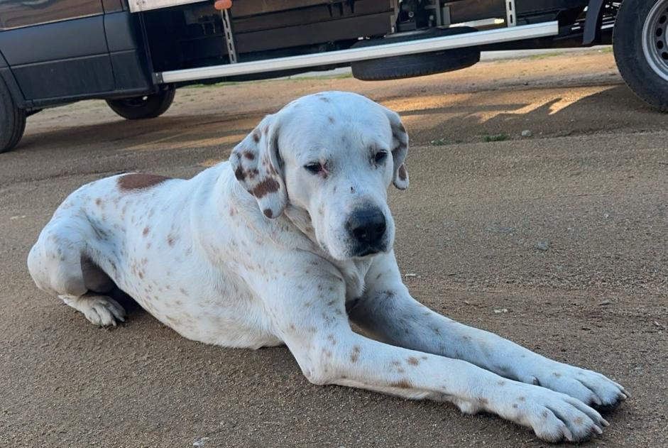 Alerta de Hallazgo Perro cruce  Macho Afa Francia